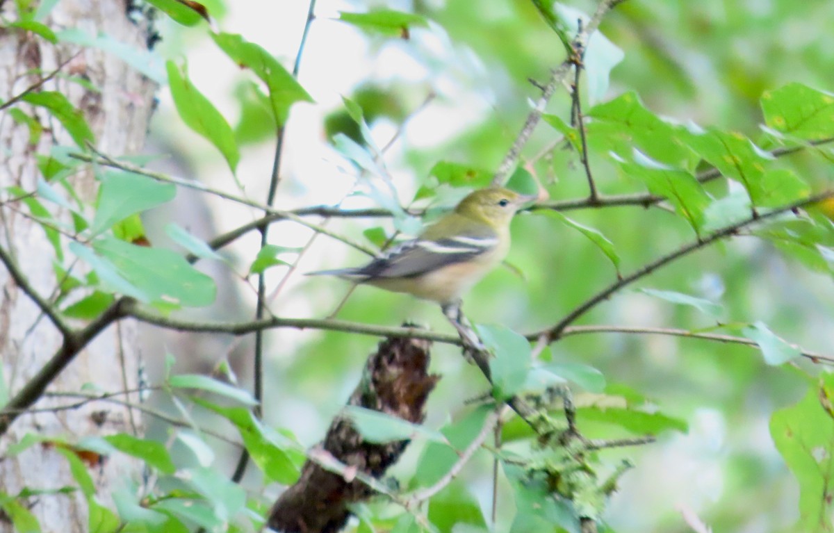 Bay-breasted Warbler - Joe Weiss