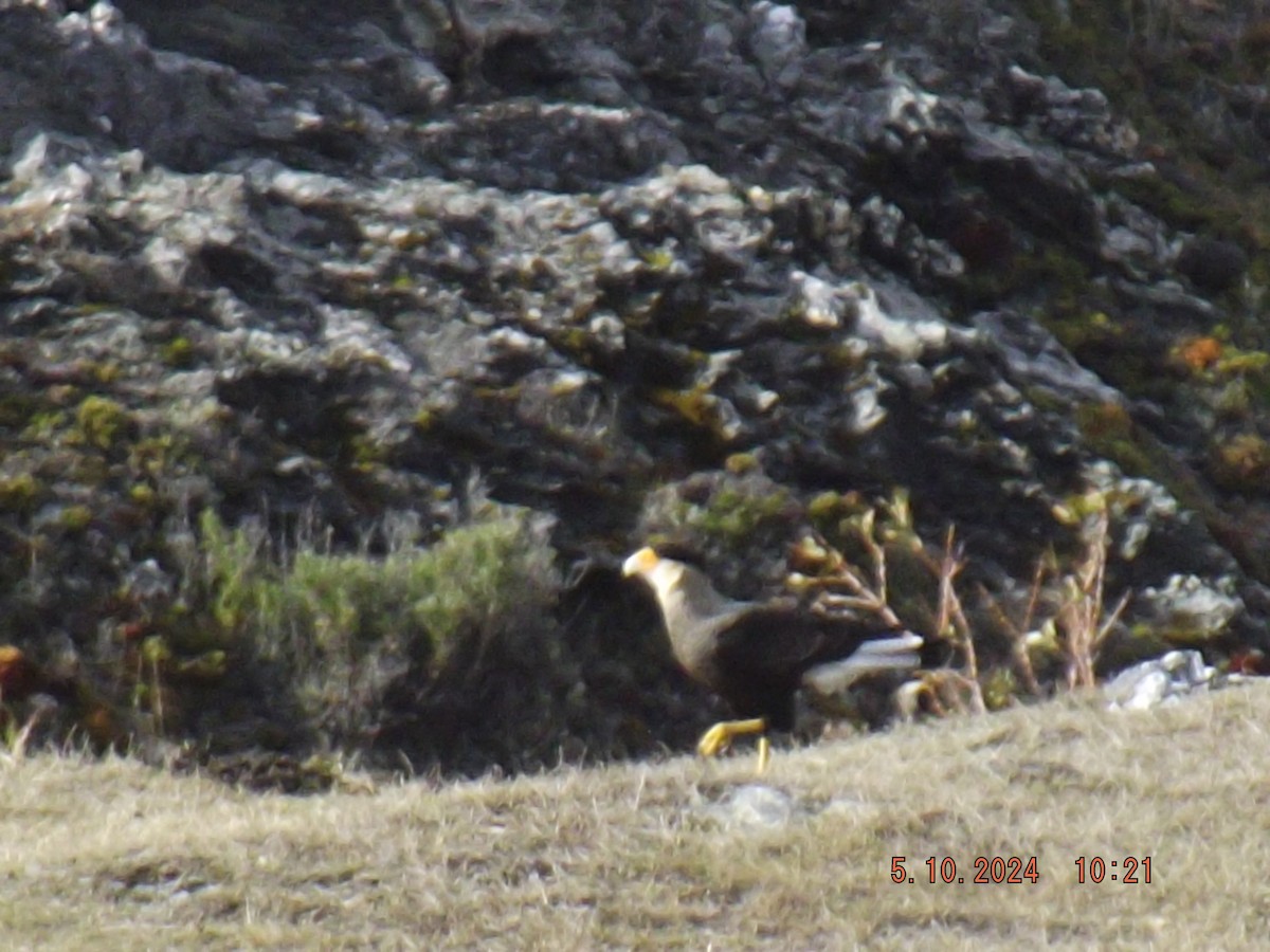 Crested Caracara - Gustavo Bahamondes