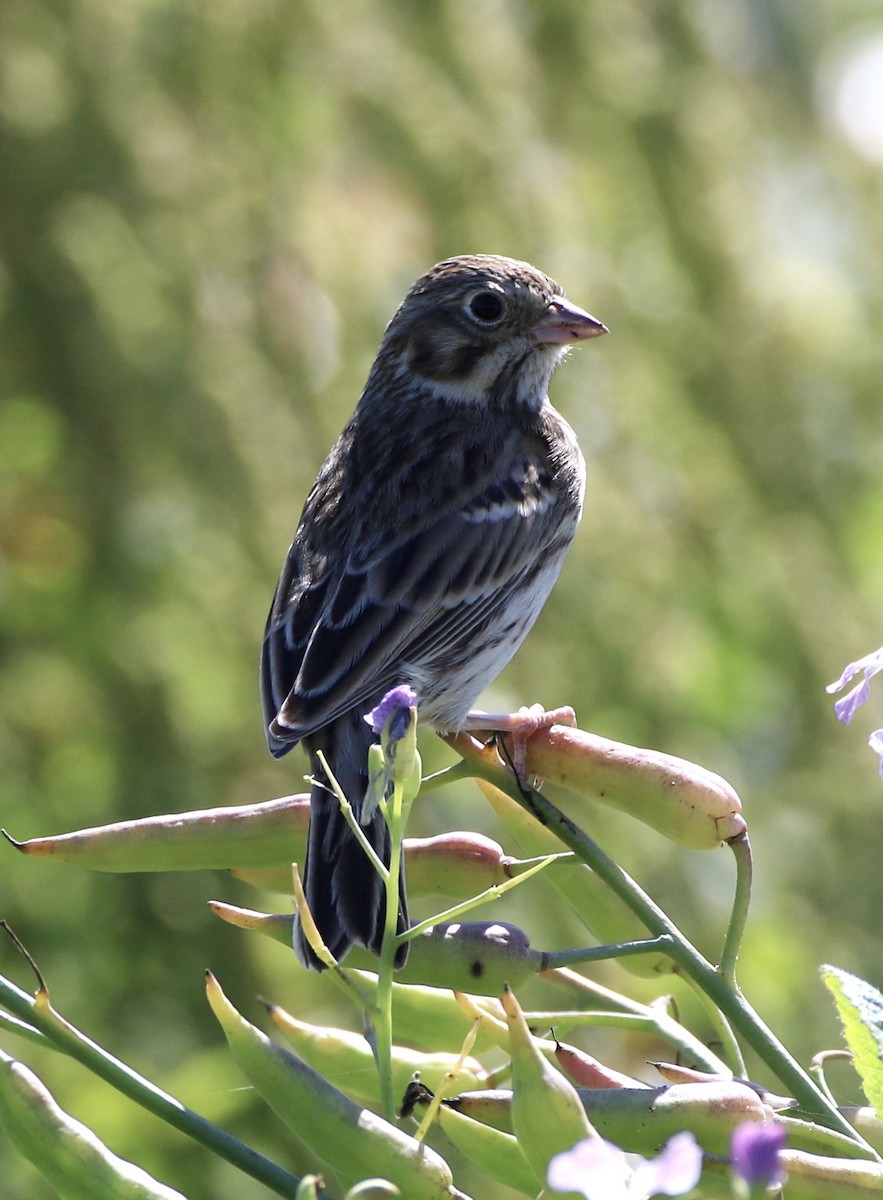 Vesper Sparrow - ML624551125