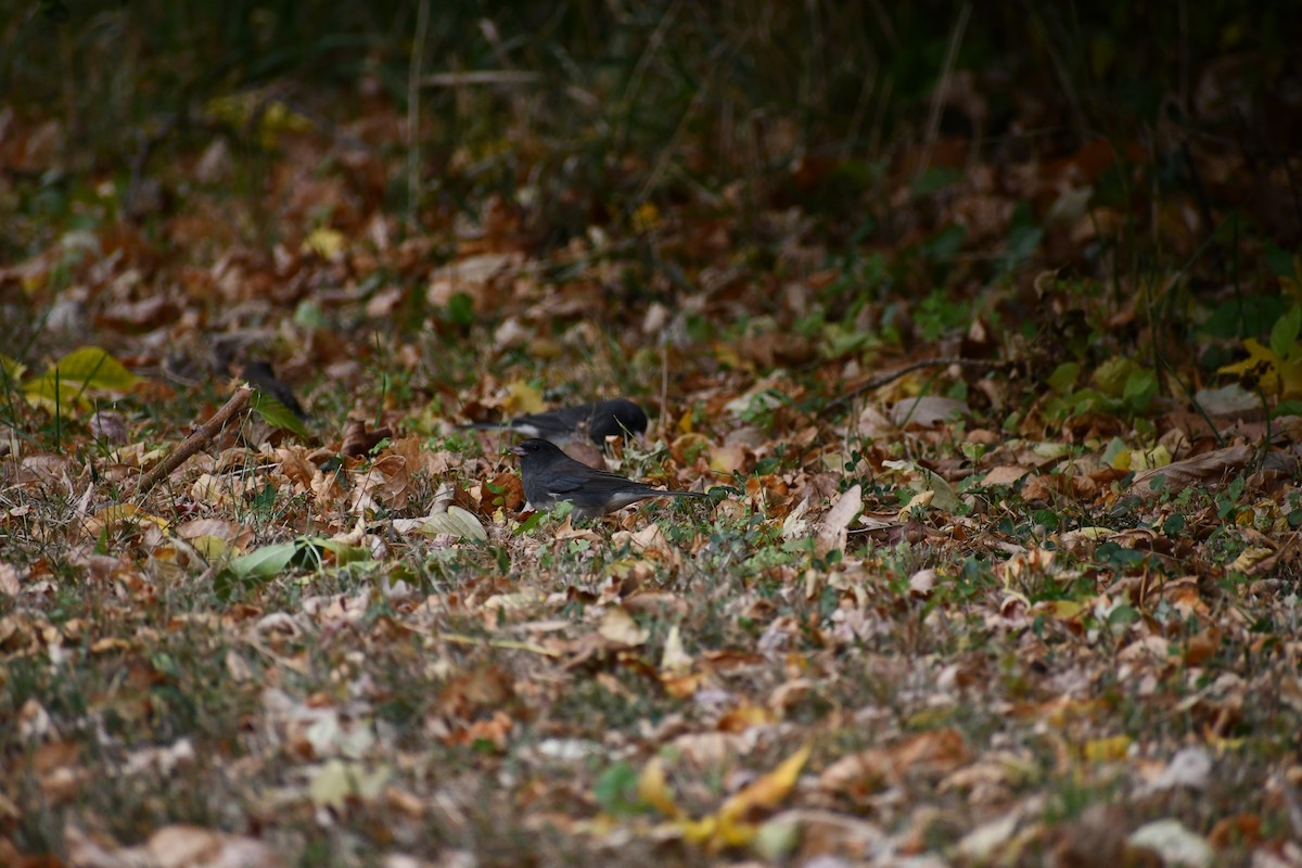 Dark-eyed Junco (Slate-colored) - ML624551145