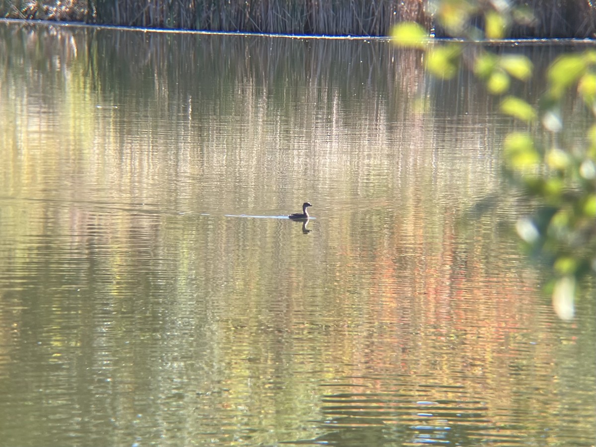 Pied-billed Grebe - ML624551156