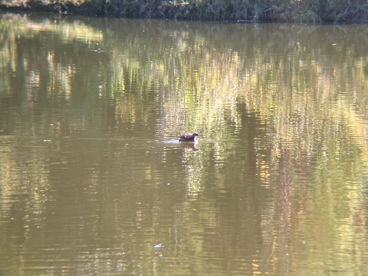 Pied-billed Grebe - ML624551157