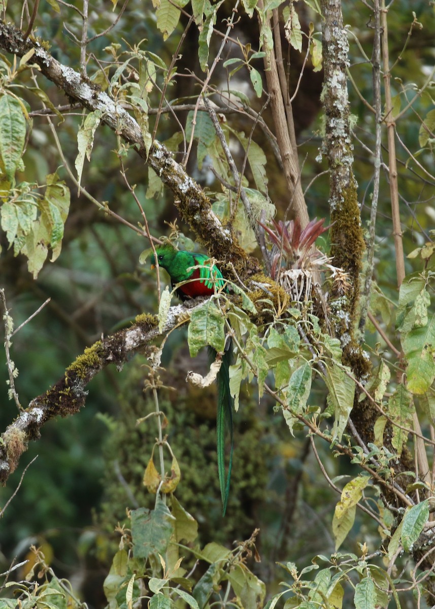 Resplendent Quetzal - ML624551160