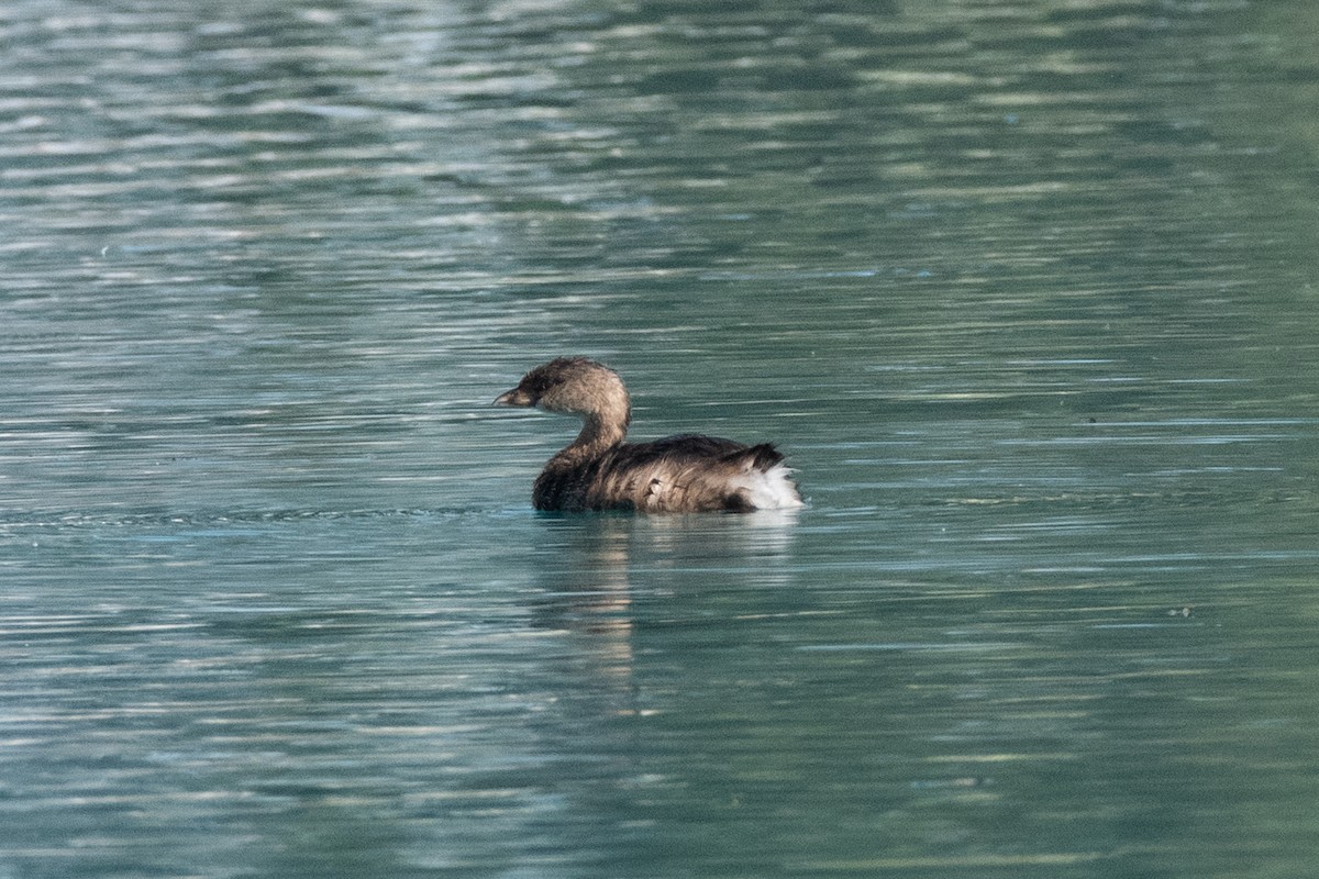 Pied-billed Grebe - ML624551171