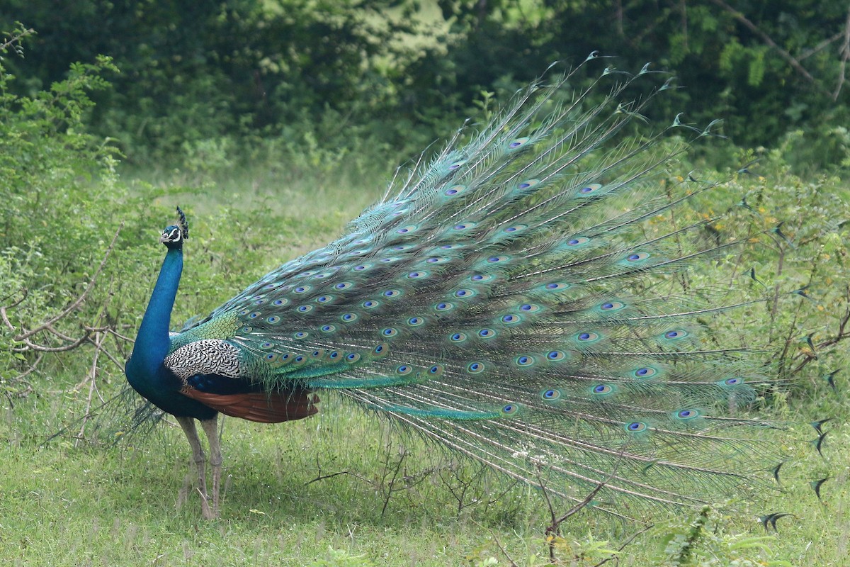 Indian Peafowl - ML624551207