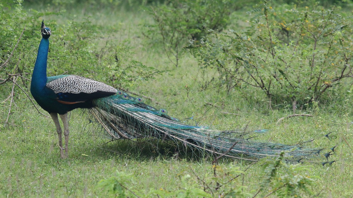 Indian Peafowl - ML624551208