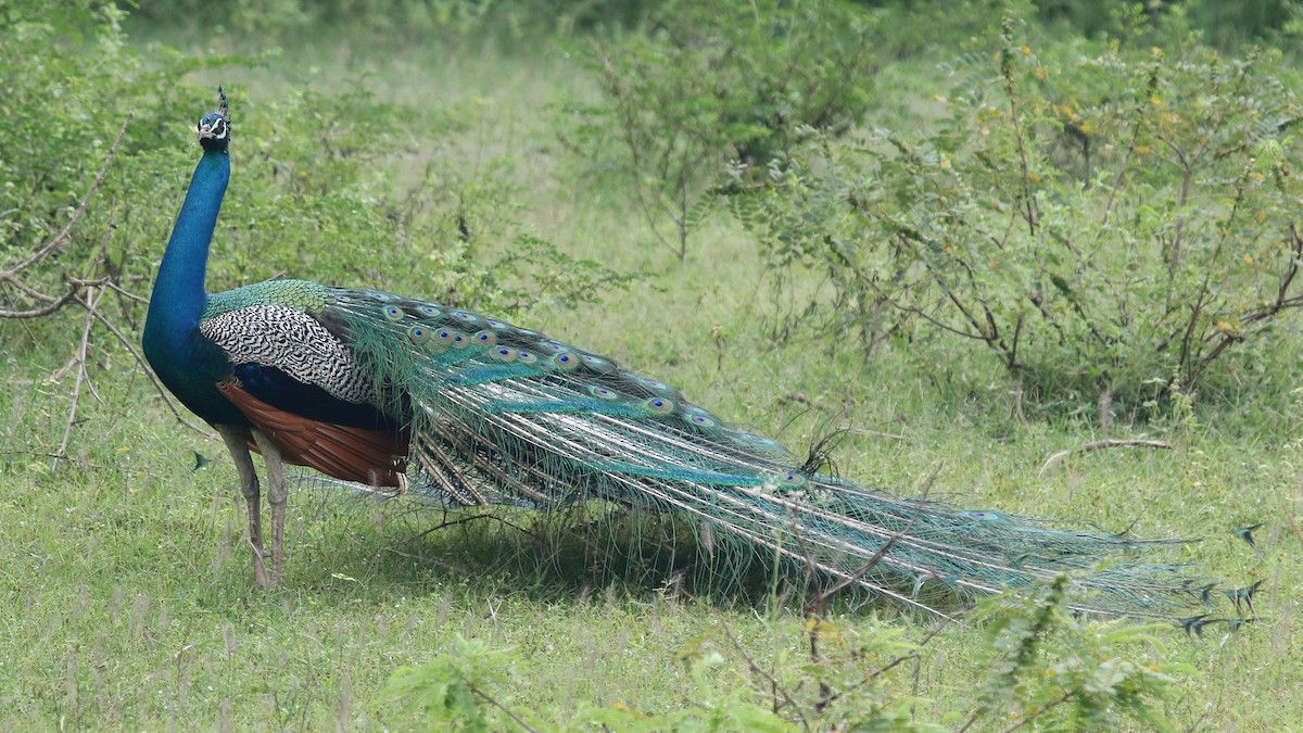 Indian Peafowl - ML624551209