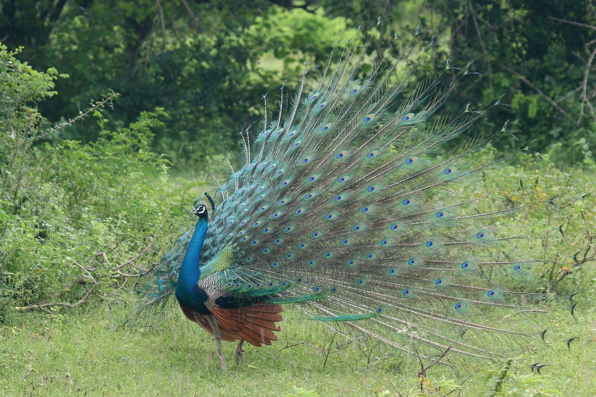 Indian Peafowl - ML624551211