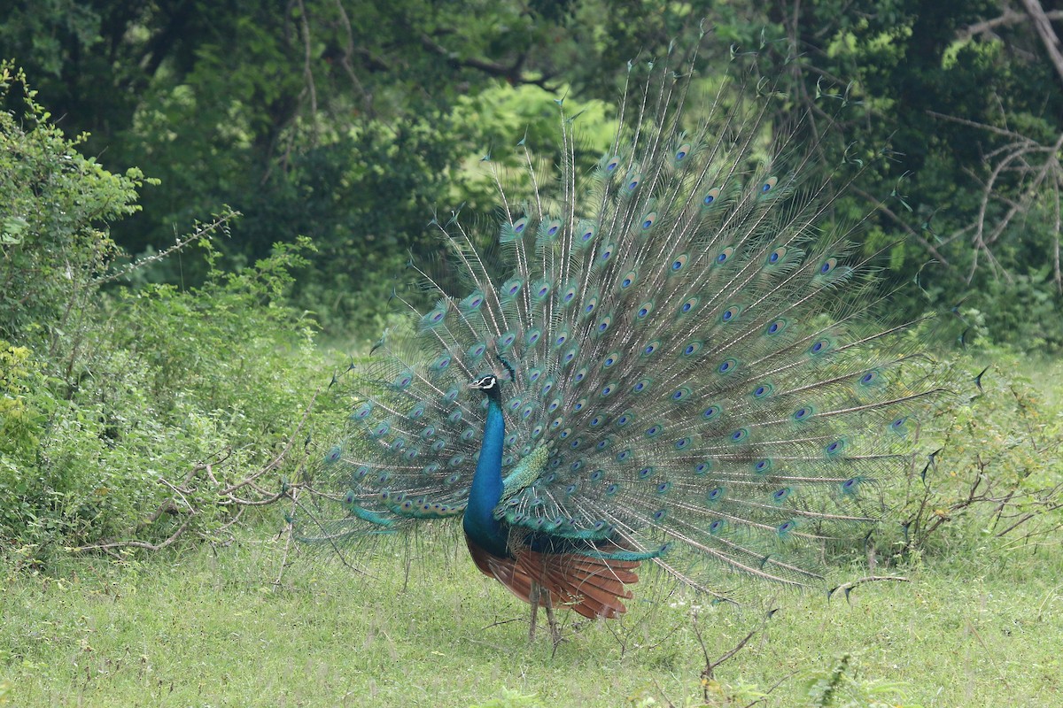 Indian Peafowl - ML624551213