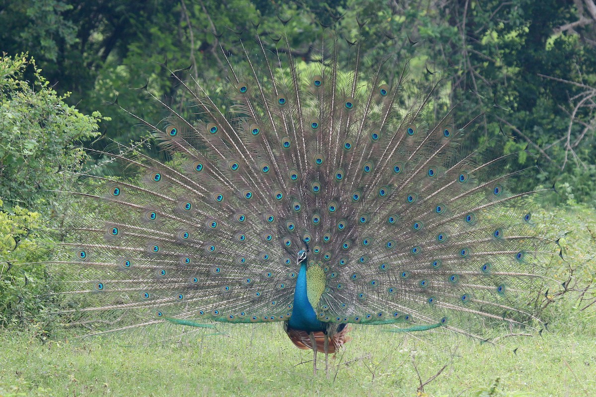 Indian Peafowl - Daniel Danckwerts (Rockjumper Birding Tours)