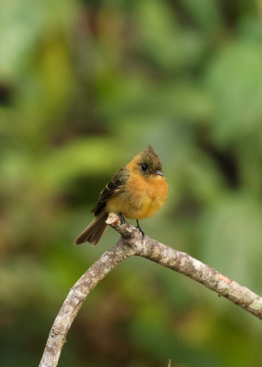 Tufted Flycatcher - Anne-Marie Harris