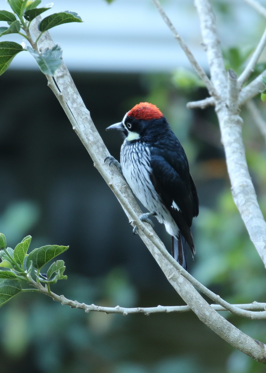 Acorn Woodpecker - ML624551252