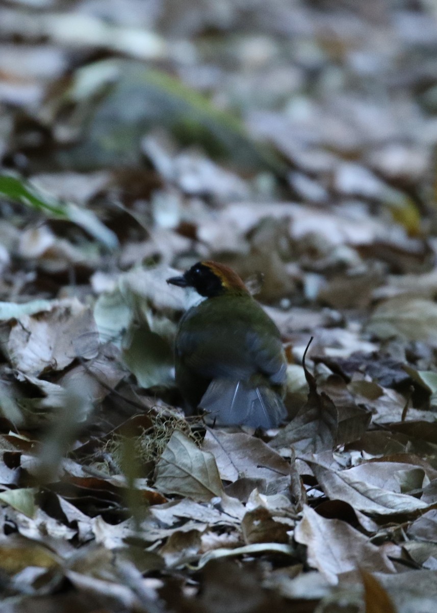 Chestnut-capped Brushfinch - ML624551268