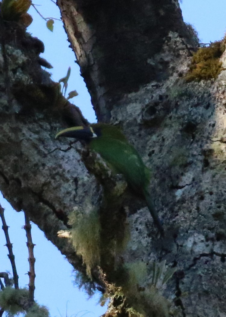 Northern Emerald-Toucanet - Anne-Marie Harris