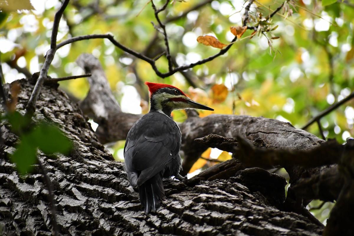 Pileated Woodpecker - ML624551351