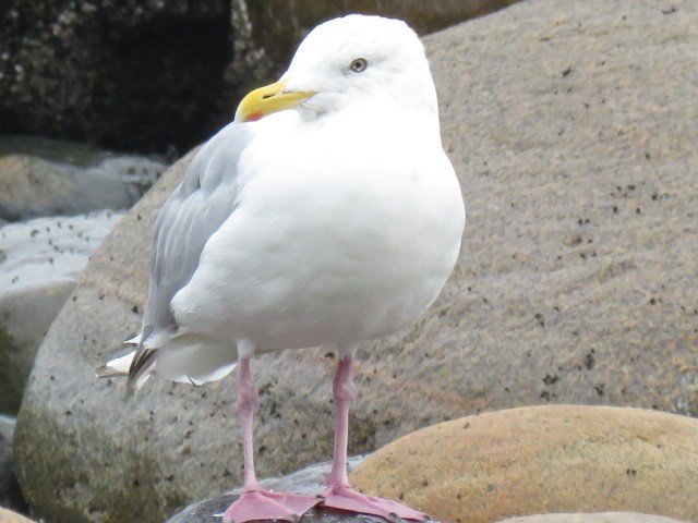 Herring Gull - Don Wilshere