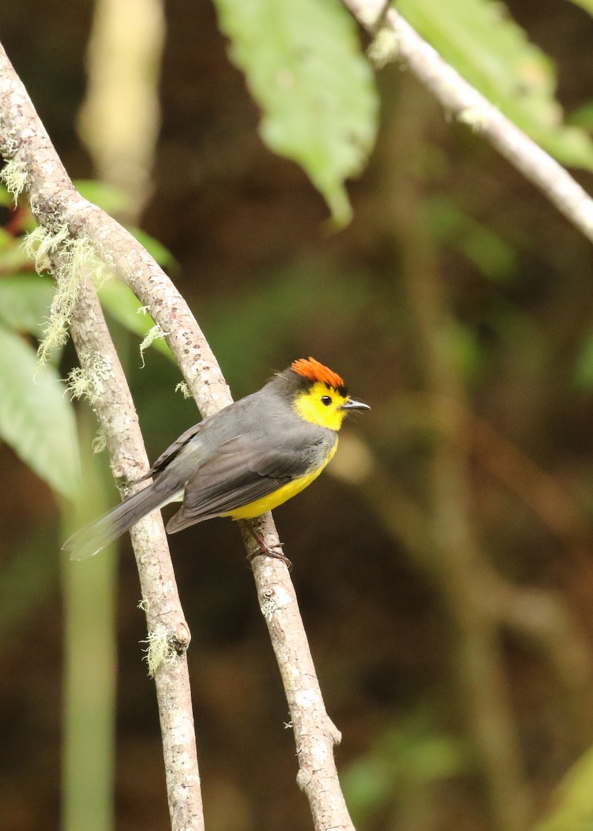 Collared Redstart - ML624551372