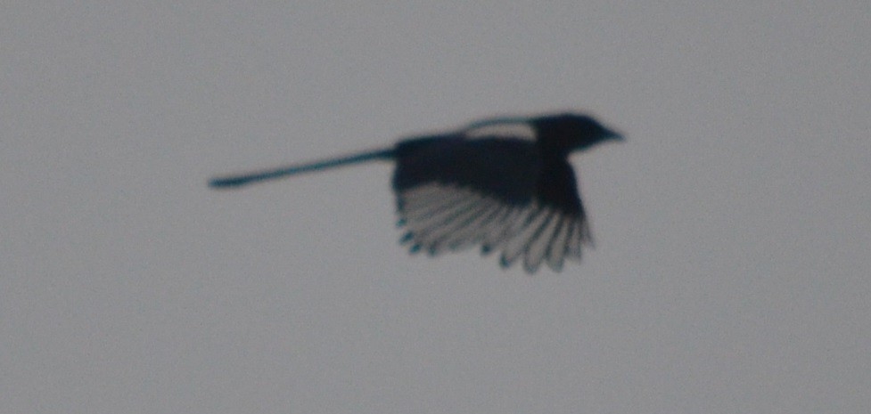 Oriental Magpie - Kerry Beaghan