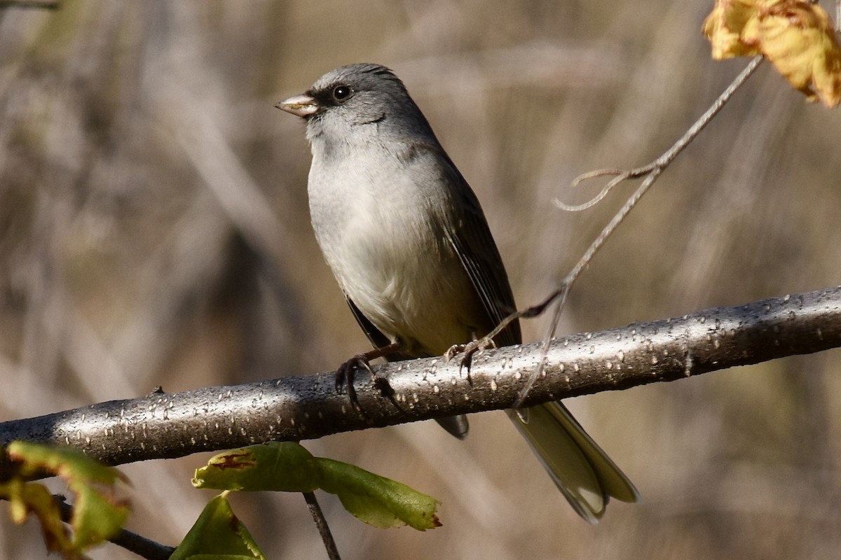 Dark-eyed Junco - Michael Smith