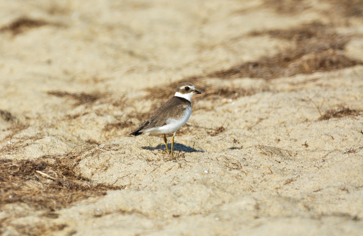 Semipalmated Plover - Janette Vohs