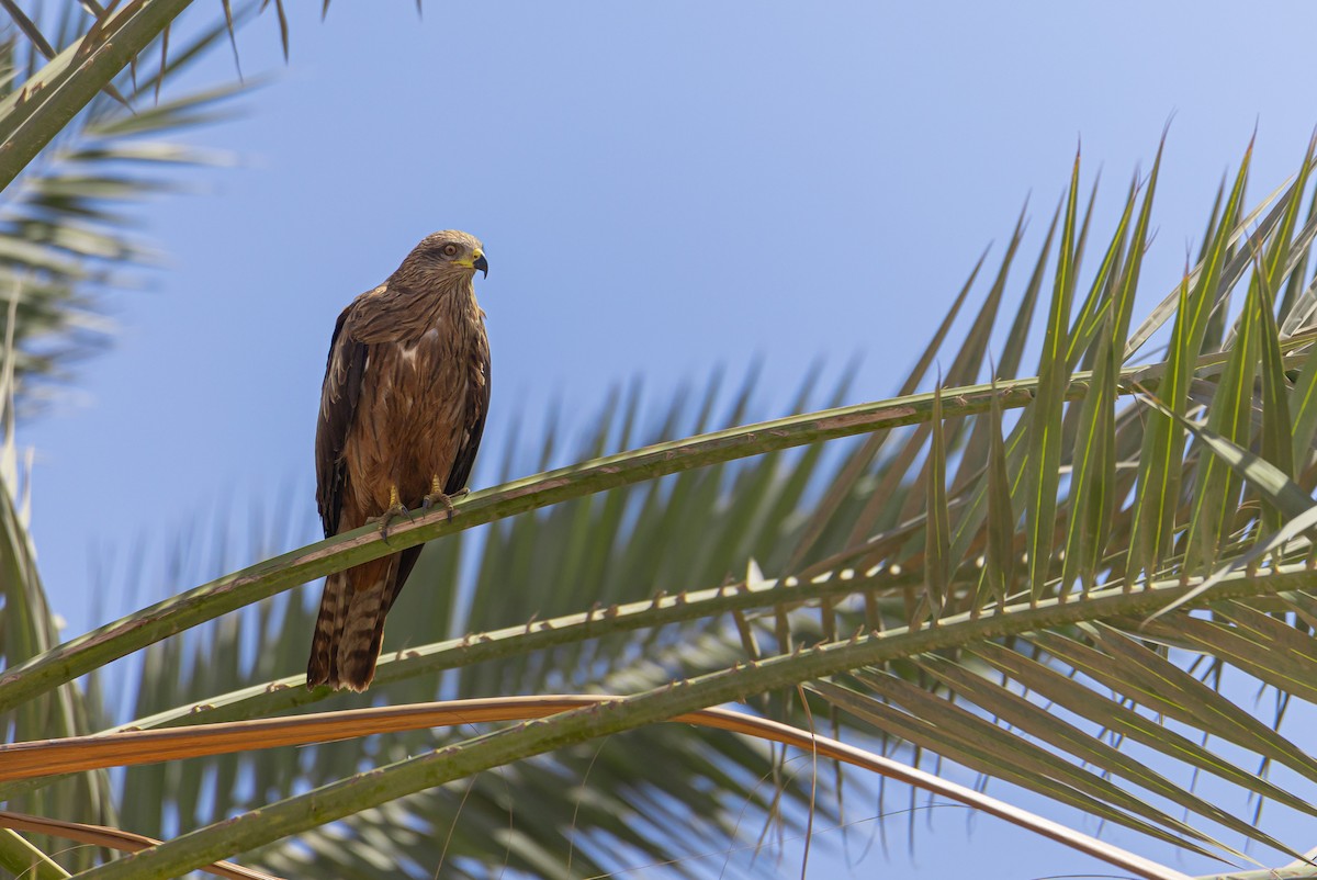 Black Kite - ML624551393