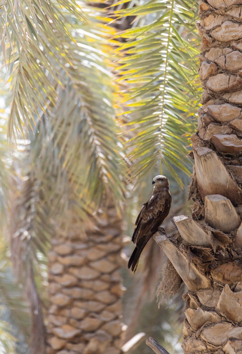 Black Kite - ML624551396