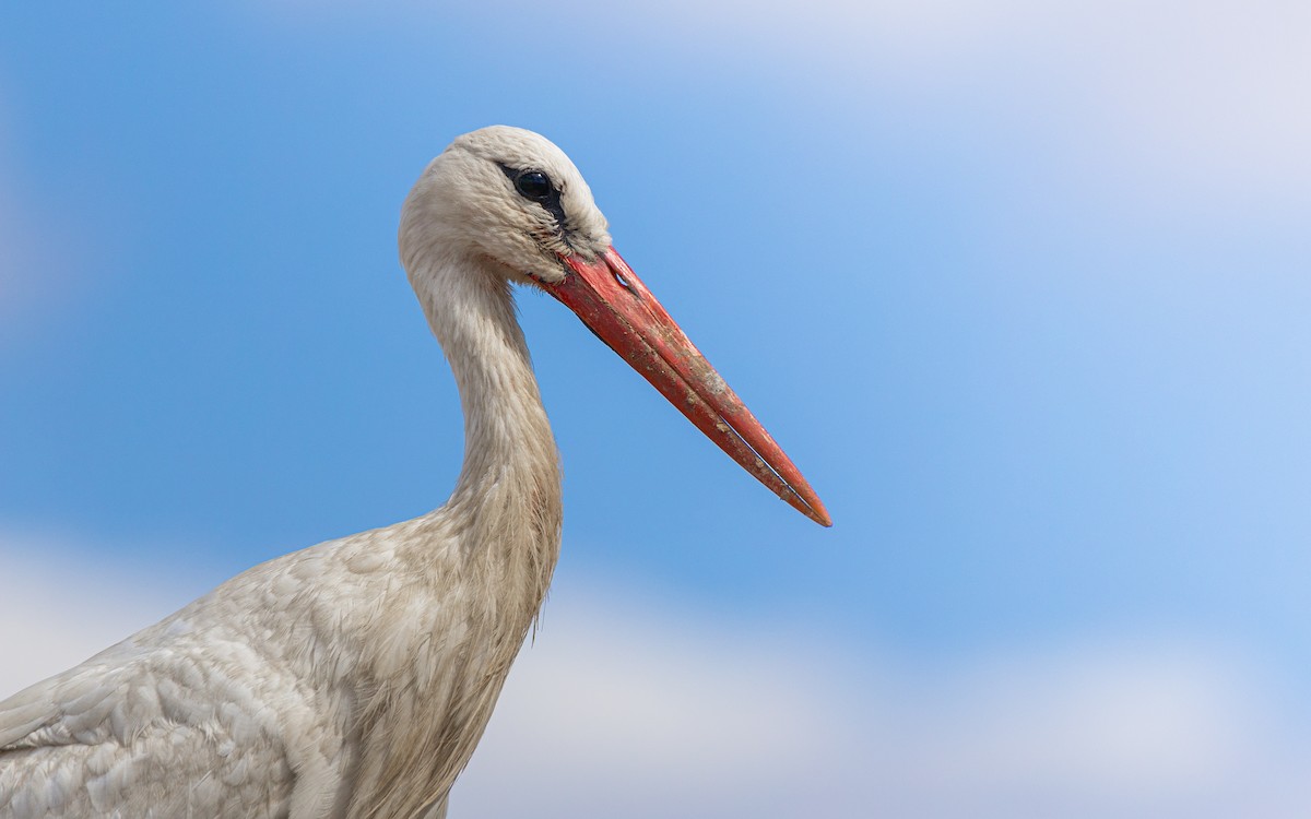 White Stork - Ori Gal