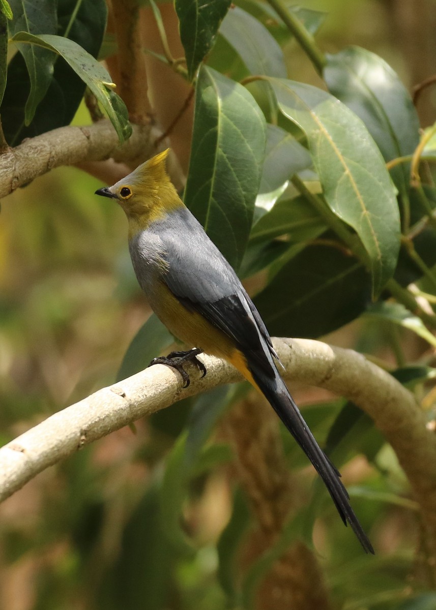 Long-tailed Silky-flycatcher - ML624551450