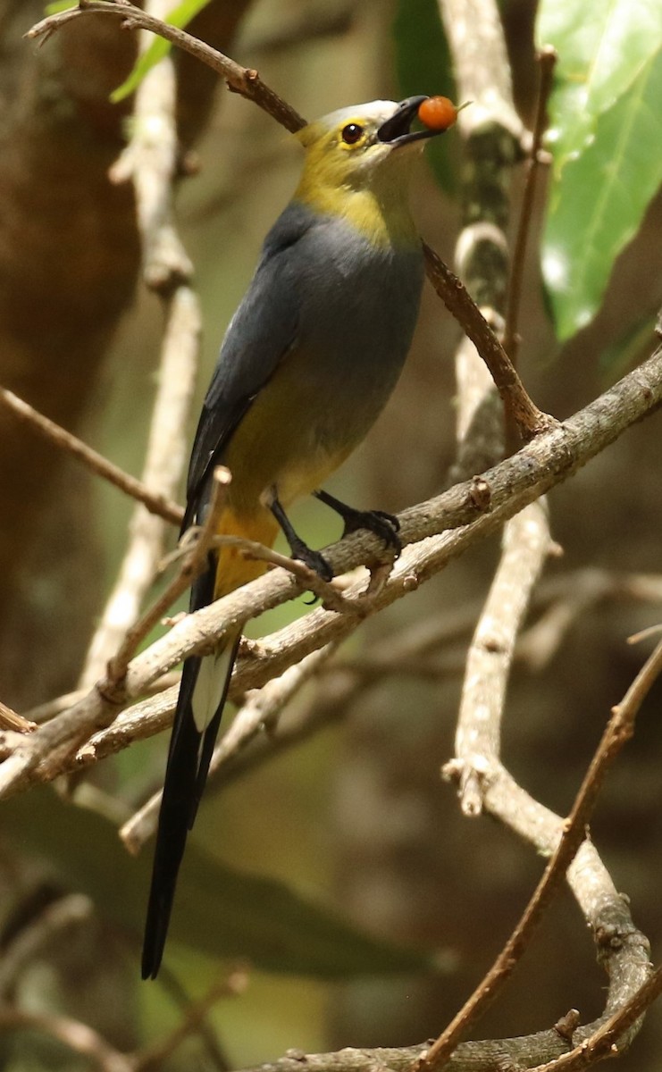 Long-tailed Silky-flycatcher - ML624551461