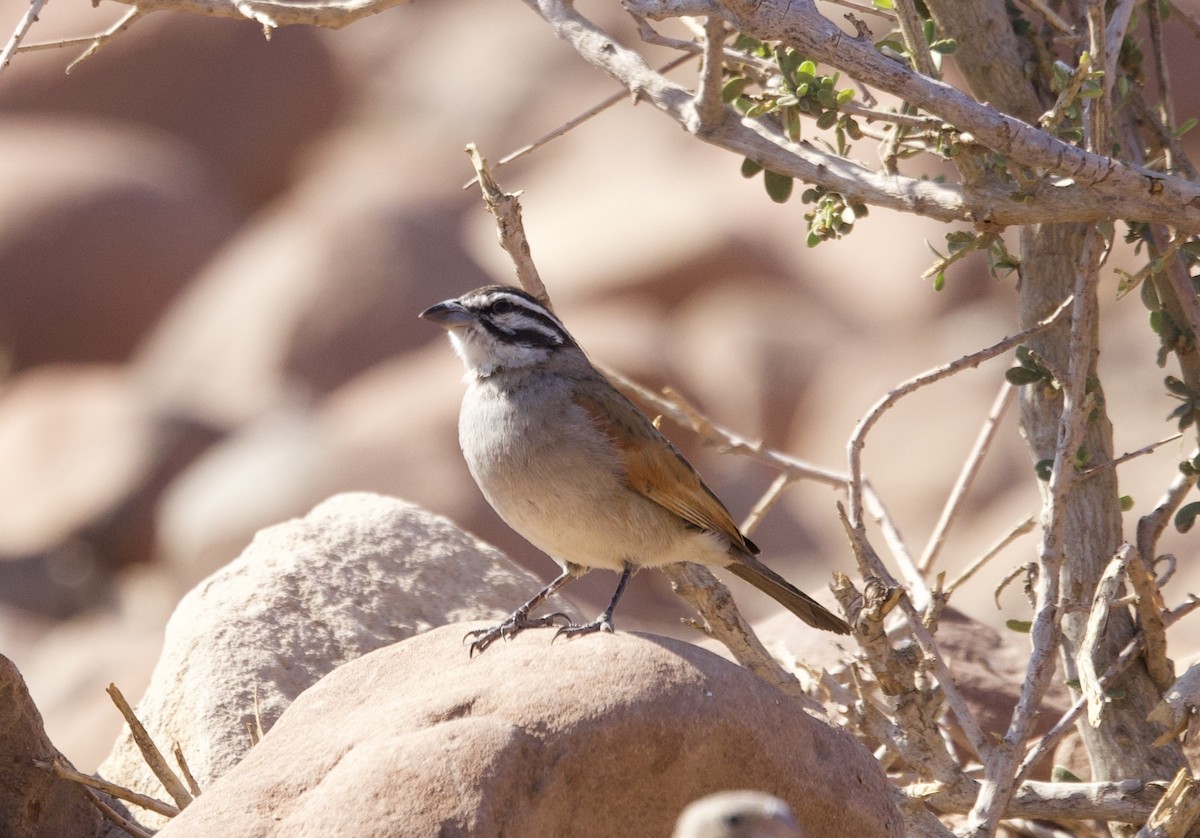 Cape Bunting - ML624551481