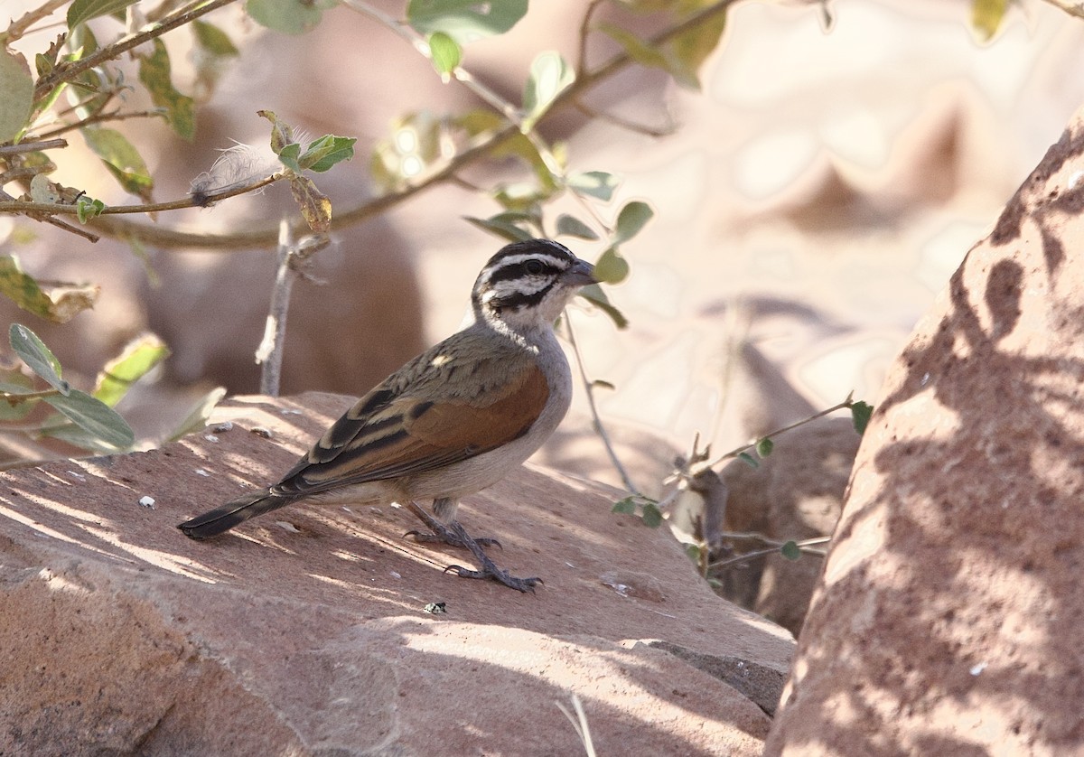 Cape Bunting - ML624551482