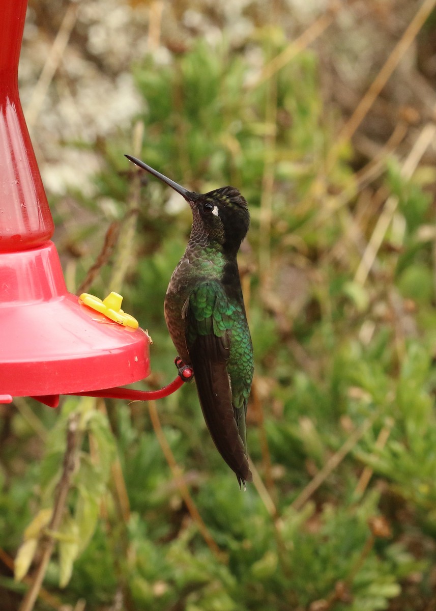 Talamanca Hummingbird - ML624551502