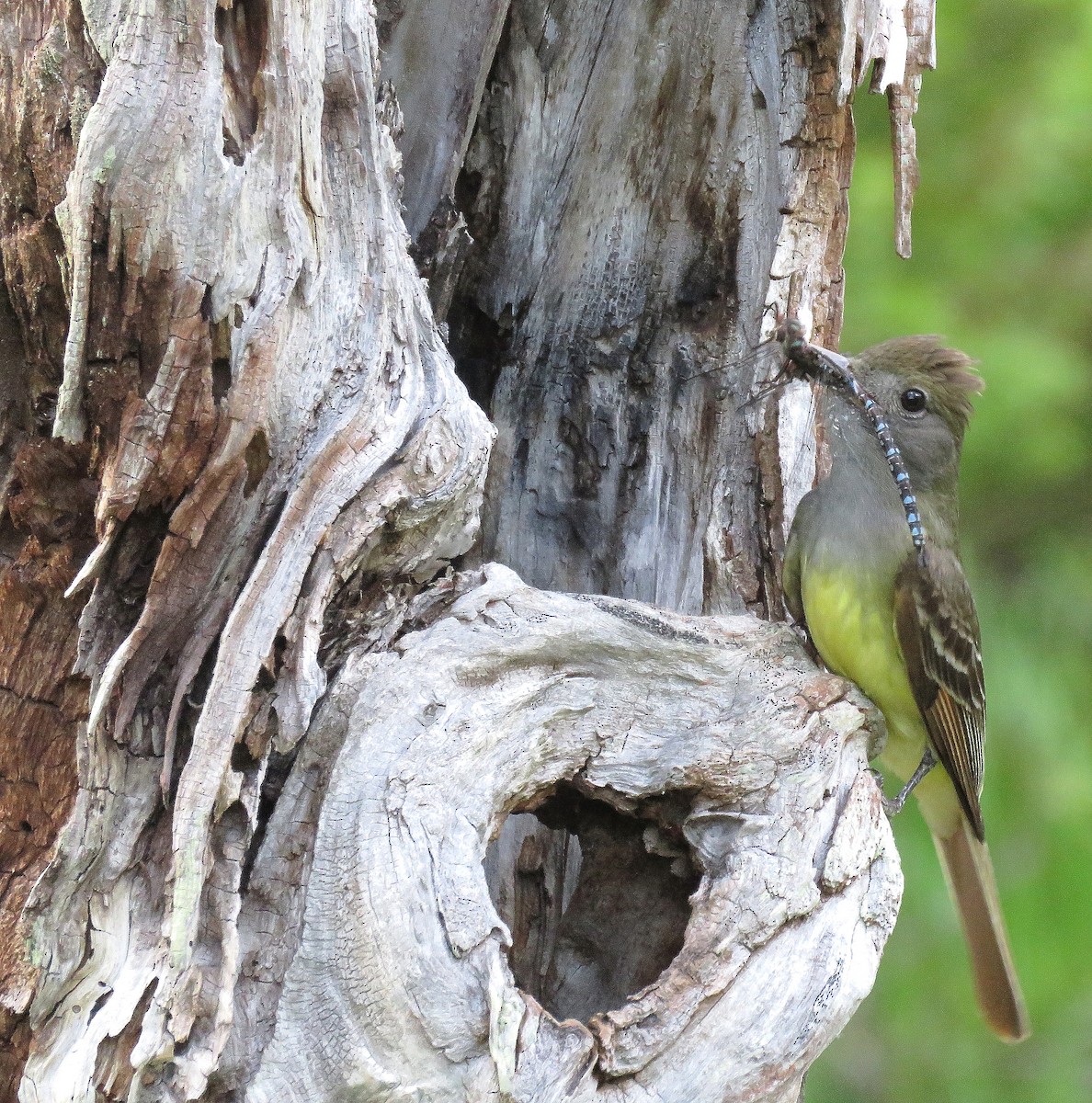 Great Crested Flycatcher - Jonathan  Pierce