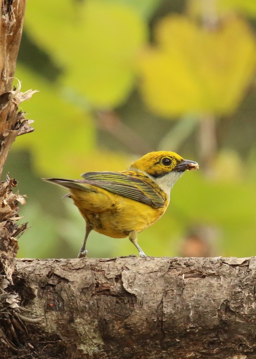 Silver-throated Tanager - ML624551535