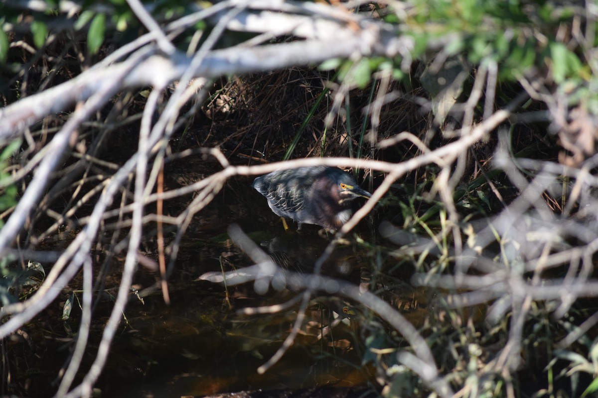 Green Heron - ML624551628