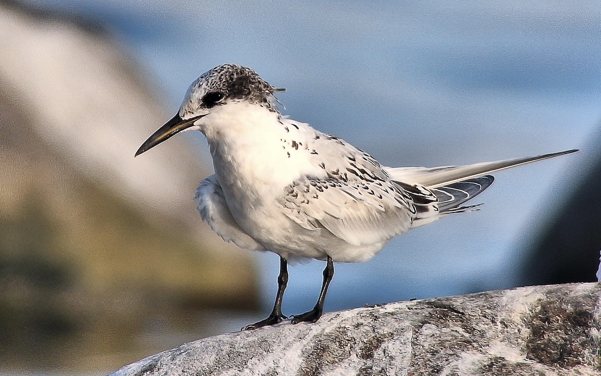 Sandwich Tern (Eurasian) - Uku Paal