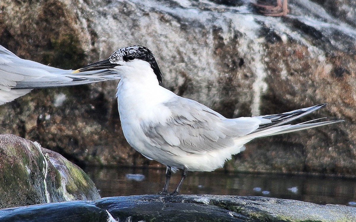 Sandwich Tern (Eurasian) - Uku Paal