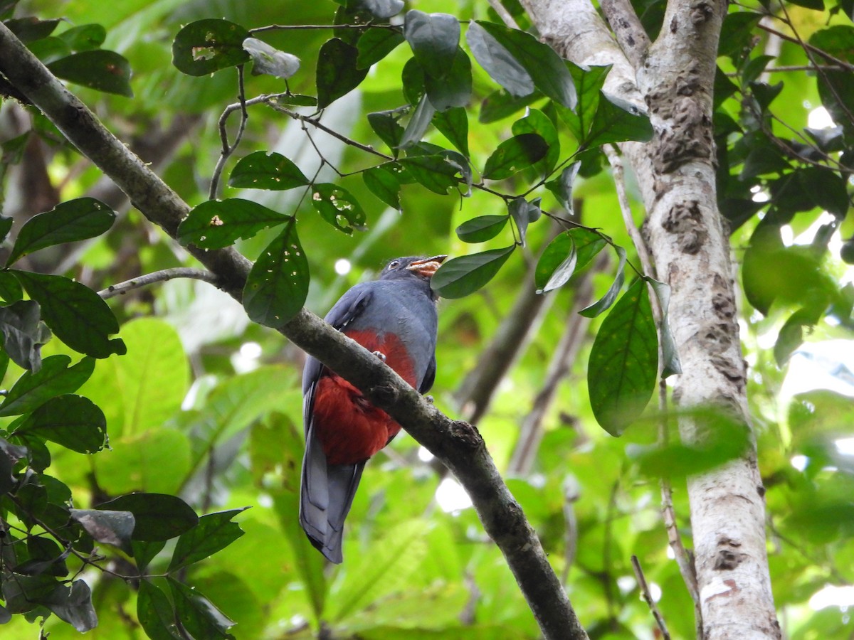 Slaty-tailed Trogon - ML624551723