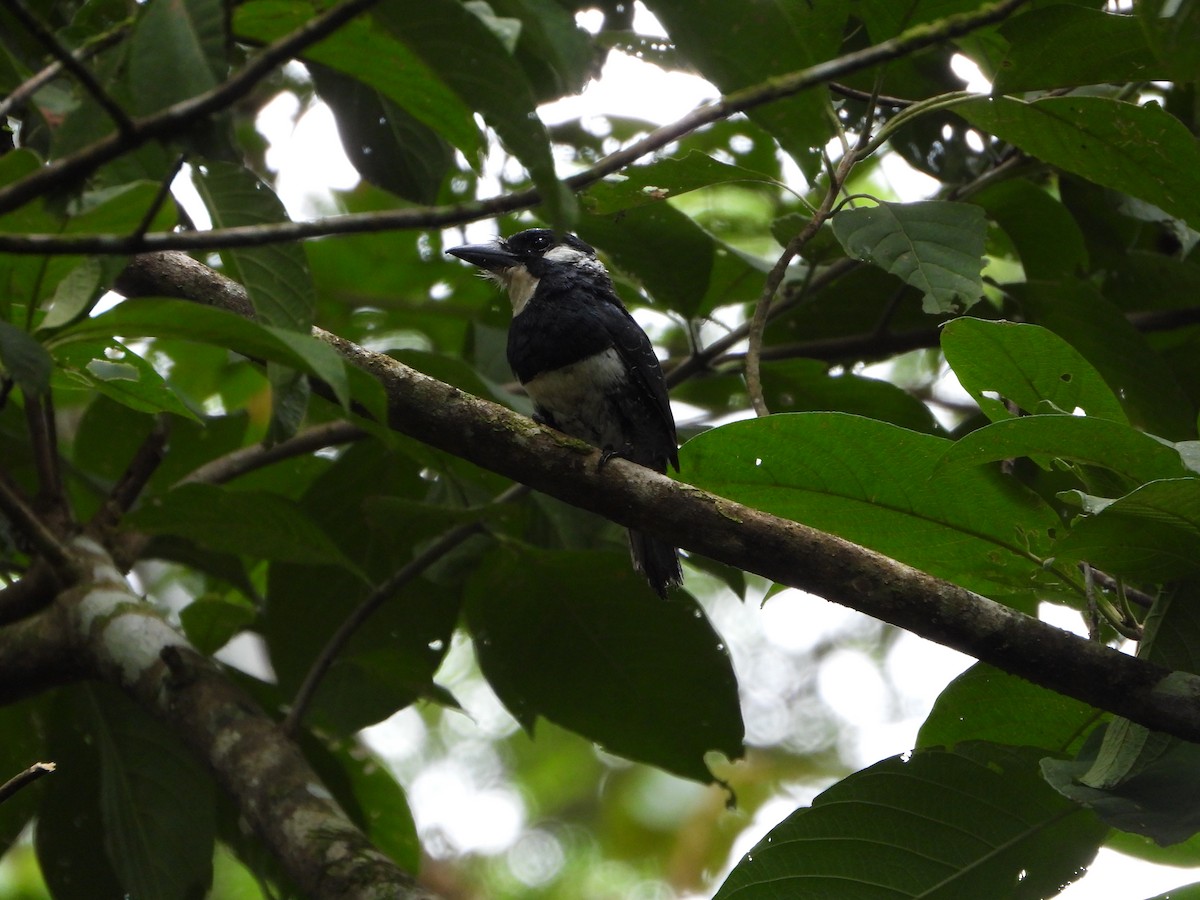 Black-breasted Puffbird - ML624551737