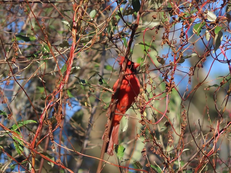 Northern Cardinal - ML624551740