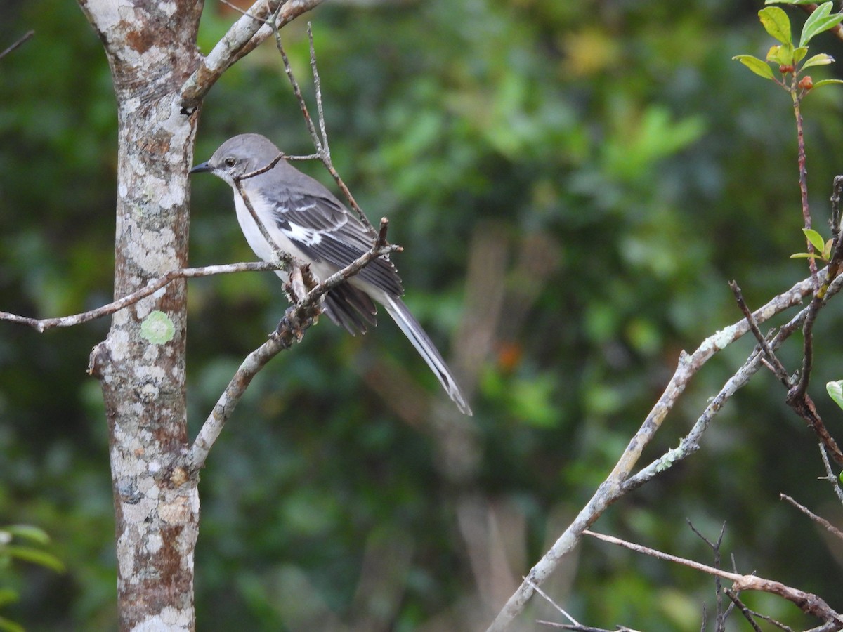 Northern Mockingbird - ML624551741