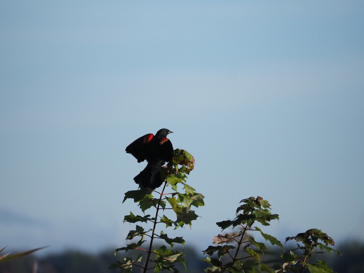 Red-winged Blackbird (Red-winged) - ML624551742