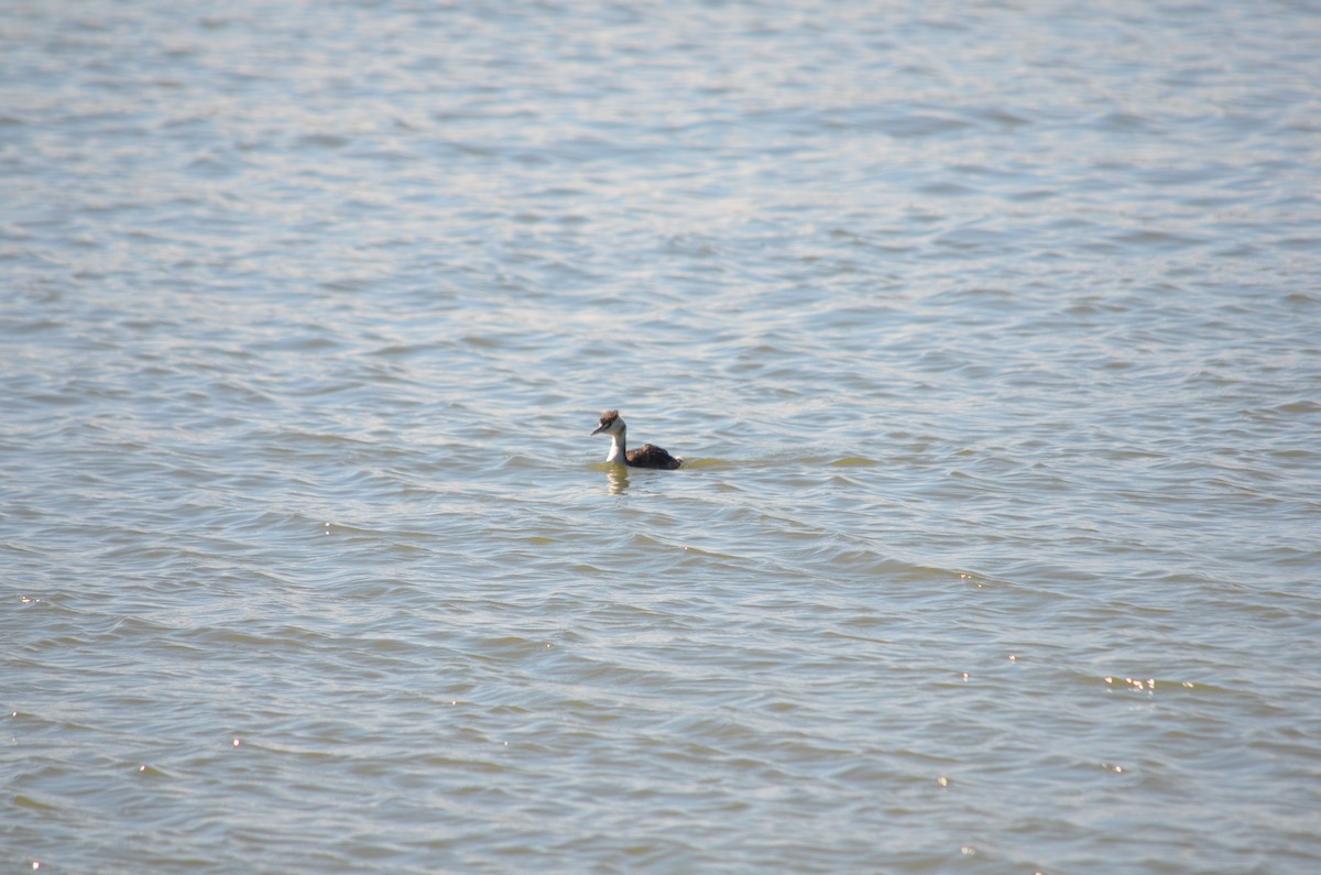 Great Crested Grebe - ML624551743