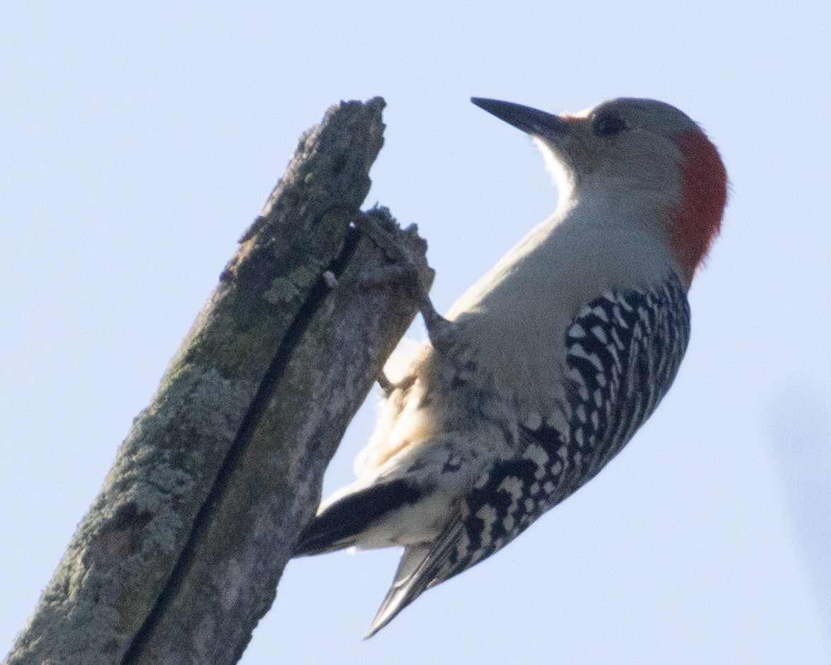 Red-bellied Woodpecker - ML624551744