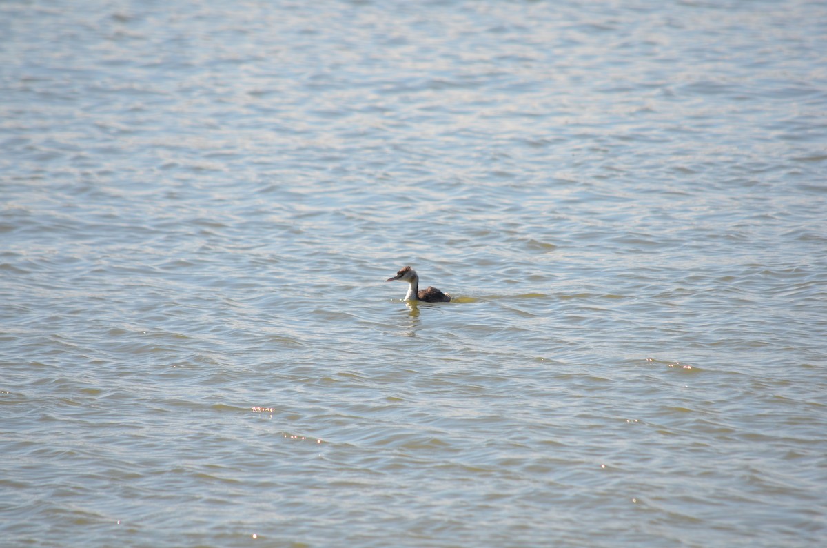 Great Crested Grebe - ML624551745