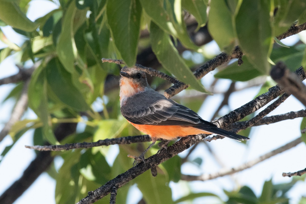 Vermilion Flycatcher - Bente Torvund