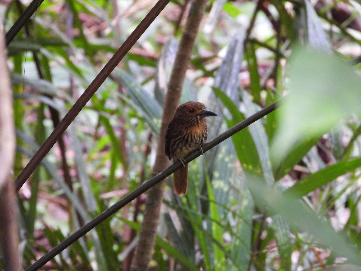 White-whiskered Puffbird - ML624551750