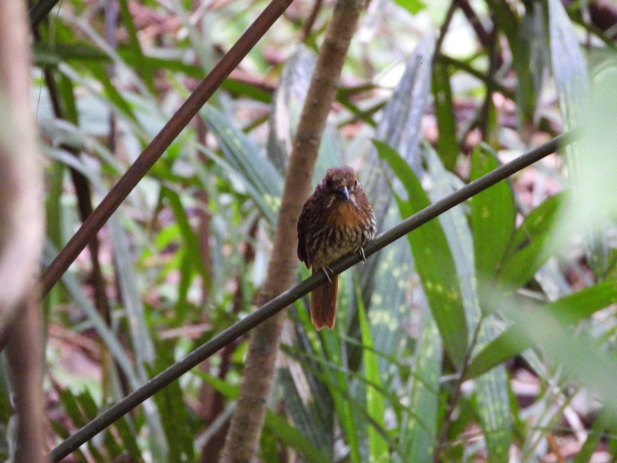 White-whiskered Puffbird - ML624551751