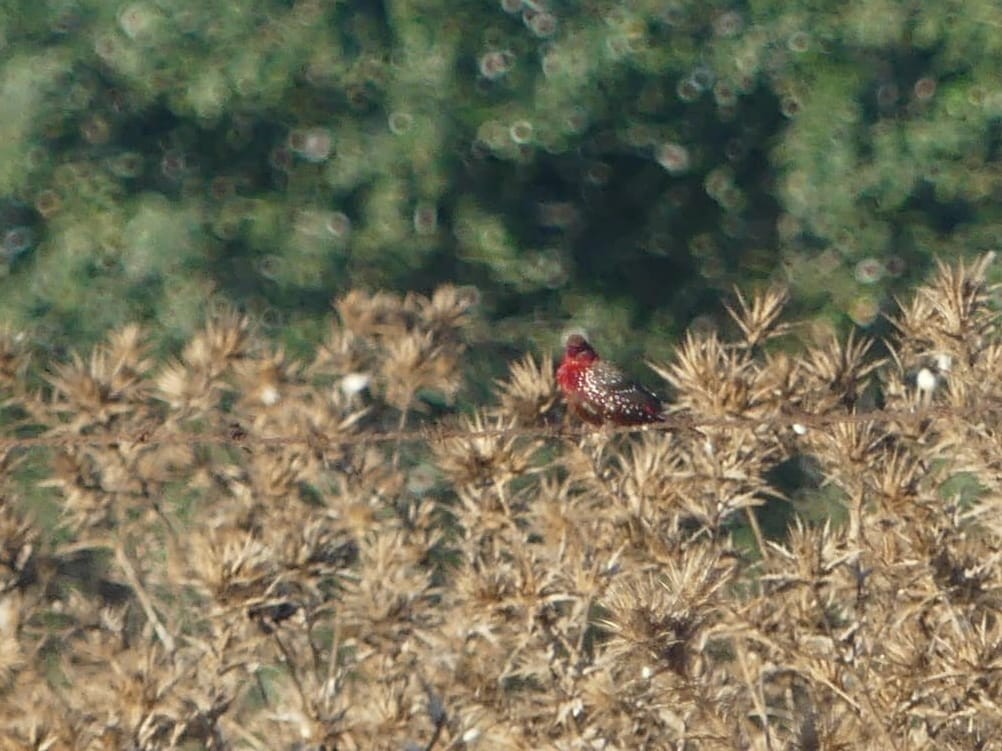 Bengali rouge - ML624551752