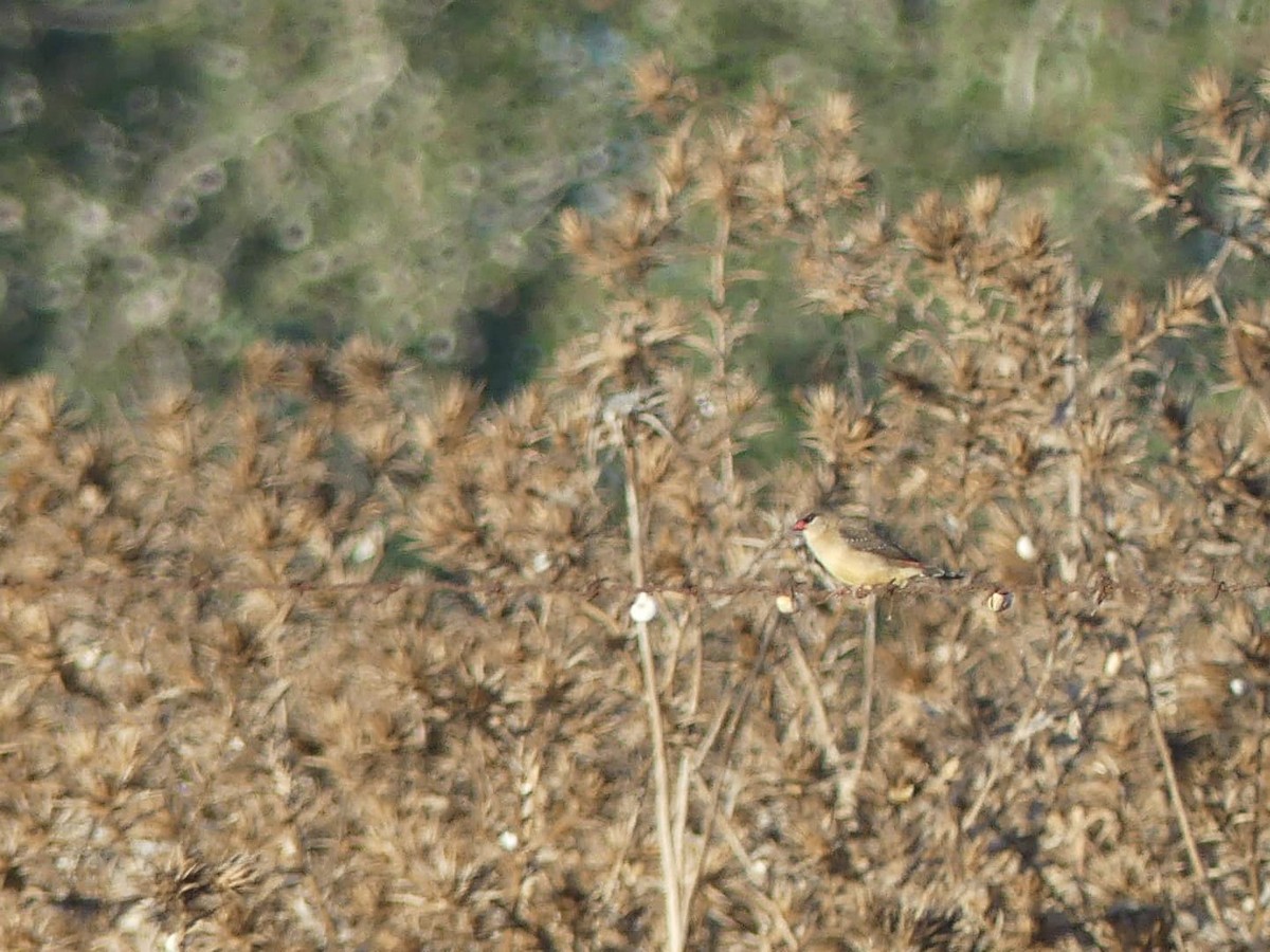 פרושית אדומה - ML624551753